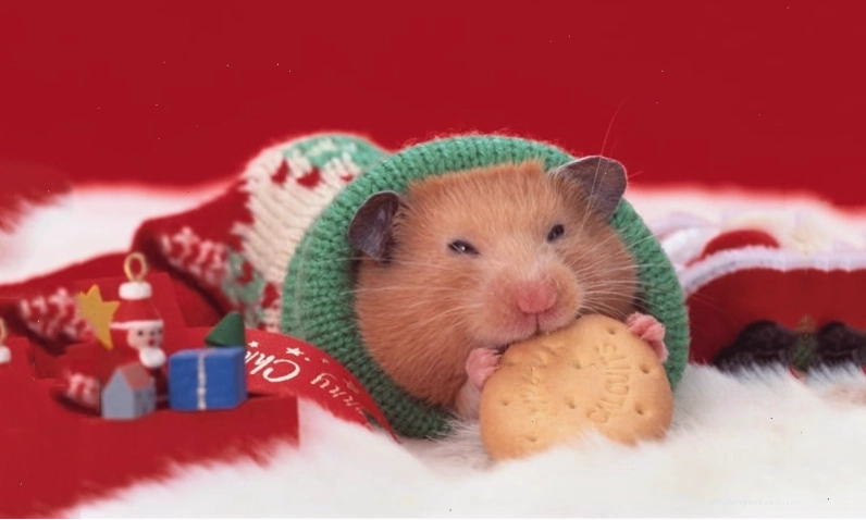 Điều trị bệnh cho hamster cần sự tư vấn của chuyên gia thú y