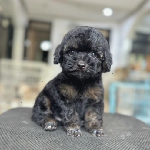 Doku – Poodle Phantom Cái
