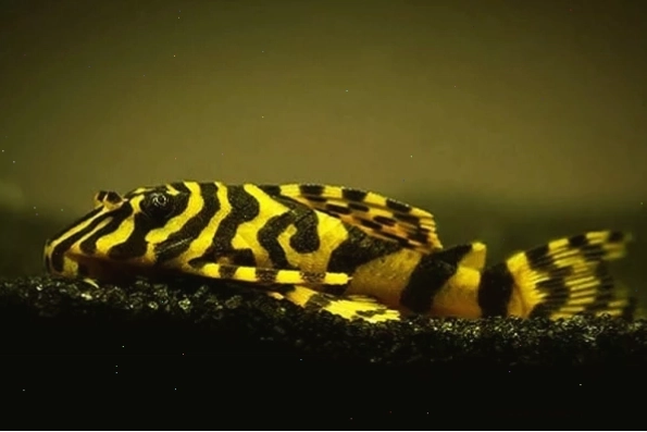 Dòng cá dọn bể Pleco với màu sắc cực cuốn hút