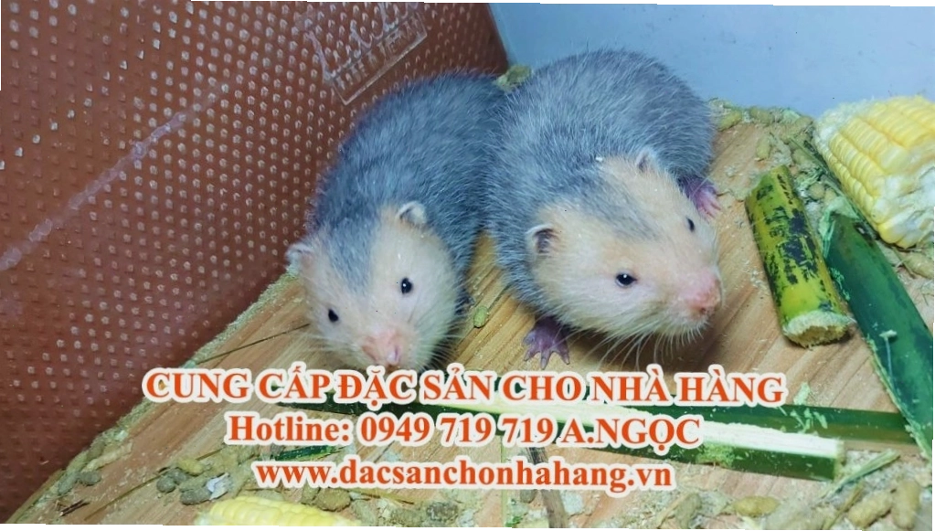 Dúi má đào trưởng thành với ngoại hình ấn tượng