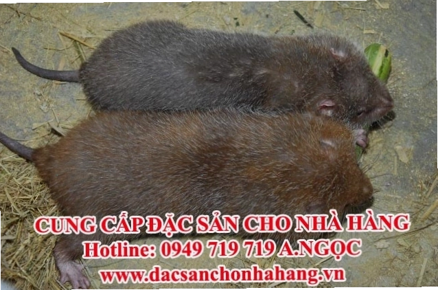 Dúi mồi giống khỏe mạnh sẵn sàng nhân giống
