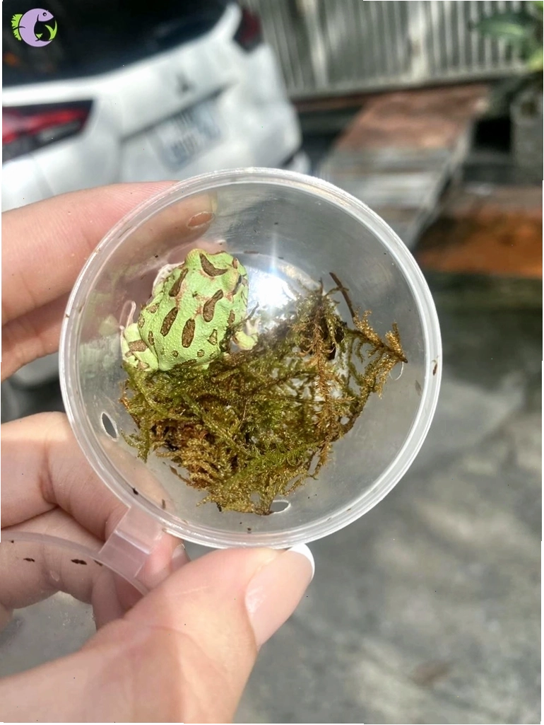 Ếch Pacman Chaco với màu sắc đa dạng