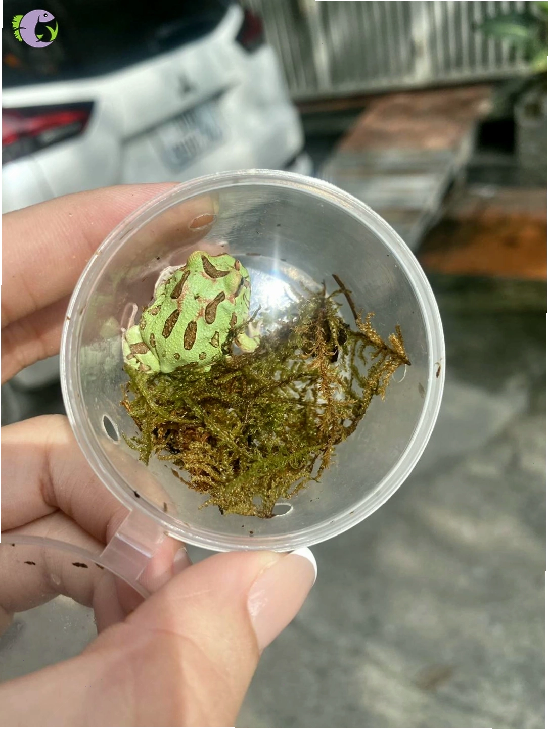 Ếch Pacman màu vàng cam đang ăn sâu bột