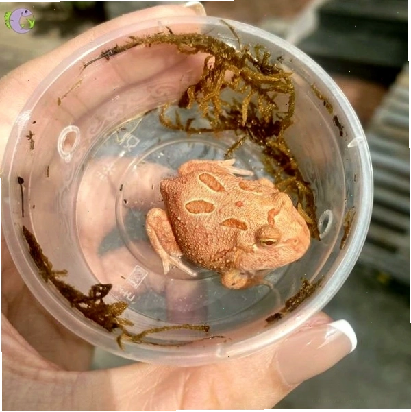 Ếch Pacman màu xanh lá cây với đôi mắt to tròn ngộ nghĩnh
