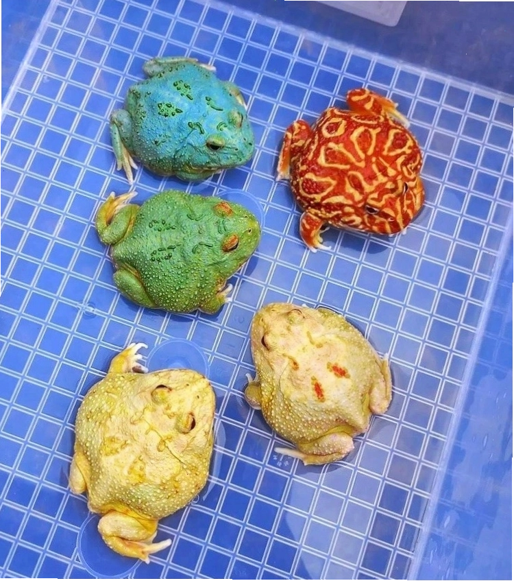 Ếch Pacman nhiều màu sắc trong bể nuôi rộng rãi