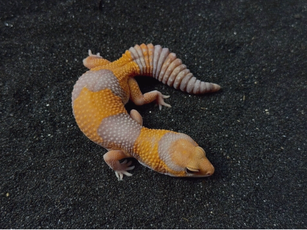 Fat Tail Gecko đang ăn một con dế