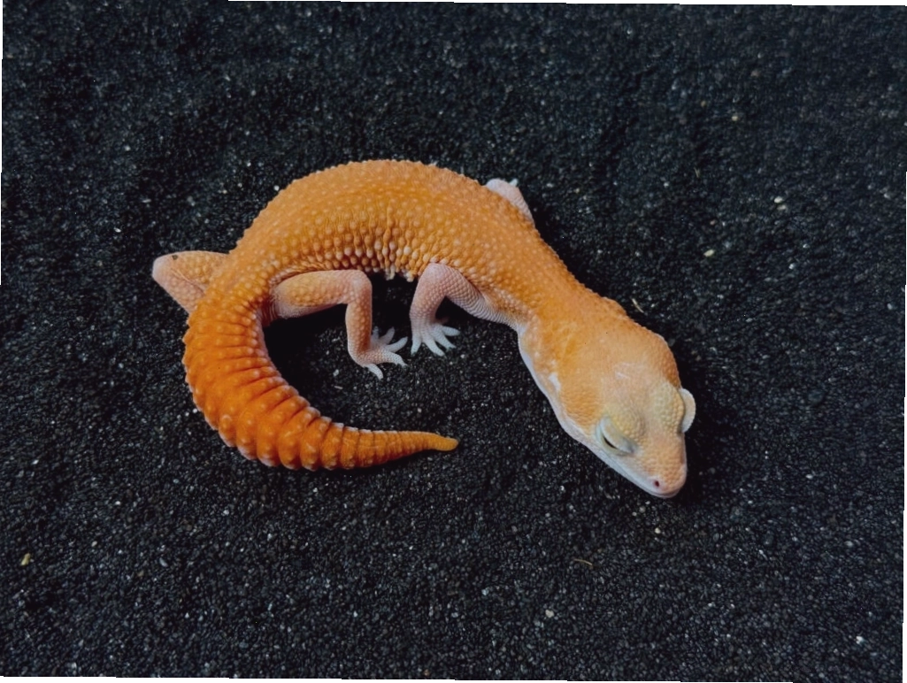 Fat Tail Gecko đang thay da