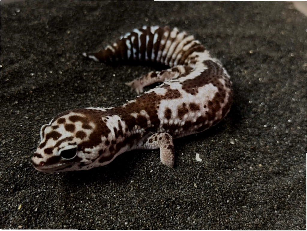 Fat Tail Gecko màu Oreo với các mảng màu đen trắng tương phản