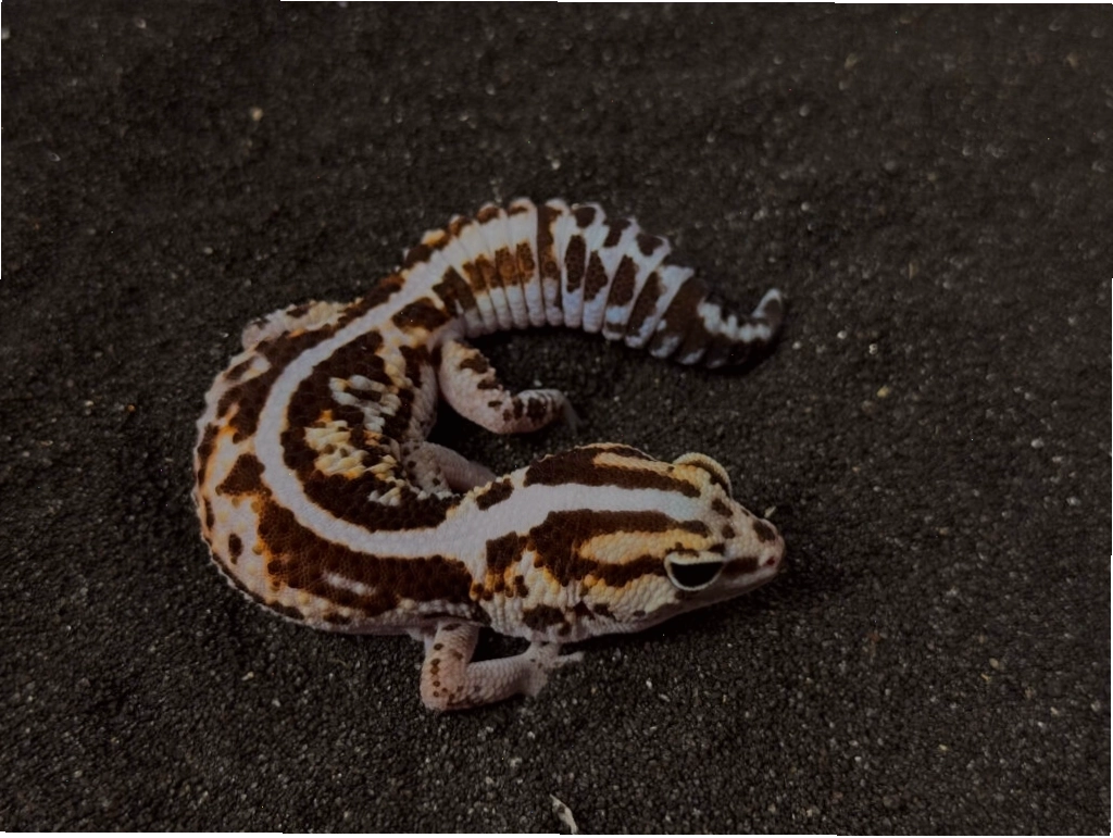 Fat Tail Gecko trong môi trường sống được kiểm soát nhiệt độ và độ ẩm