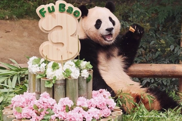 Fubao, cô gấu trúc đáng yêu tại vườn thú Everland, Hàn Quốc