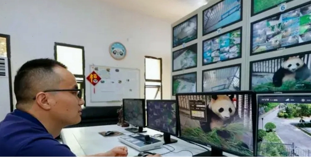 Fubao tận hưởng bữa ăn tại Trung Quốc
