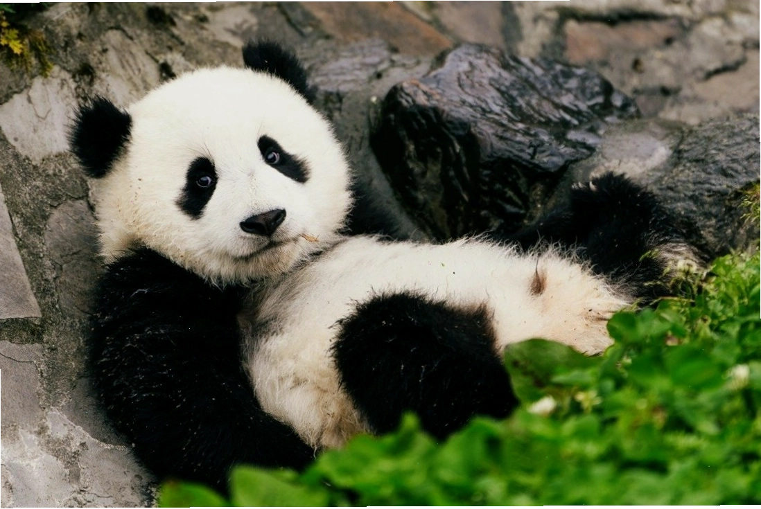 Gấu trúc đang say sưa ăn những cành tre tươi ngon