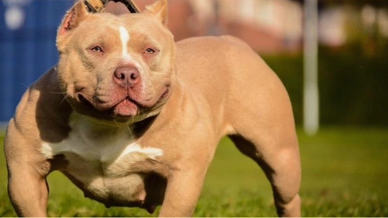 Giá bán chó Bully trên thị trường