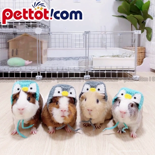 Giá chuột lang ở Hà Nội