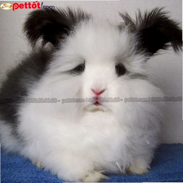 Giá thỏ Angora trên thị trường