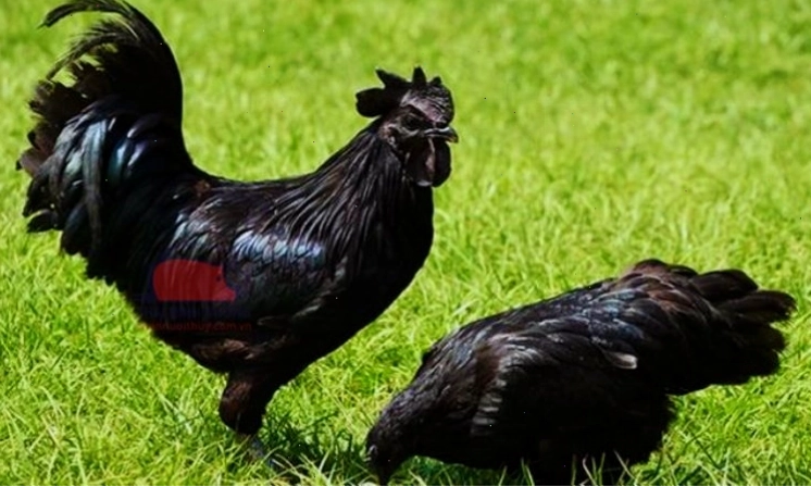 Giá trị và ý nghĩa của gà mặt quỷ Indo