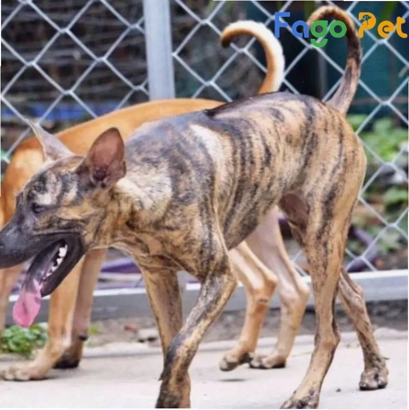 Giới thiệu chó Phú Quốc vện thuần chủng