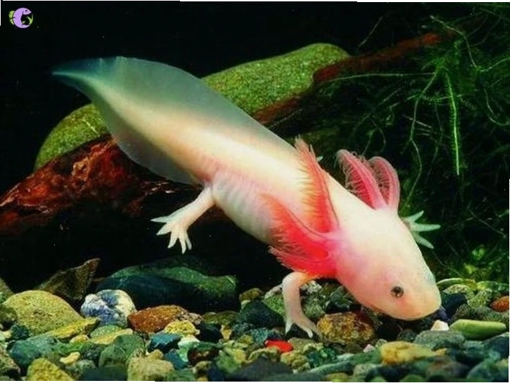 Giun huyết và trùn chỉ là thức ăn ưa thích của Axolotl