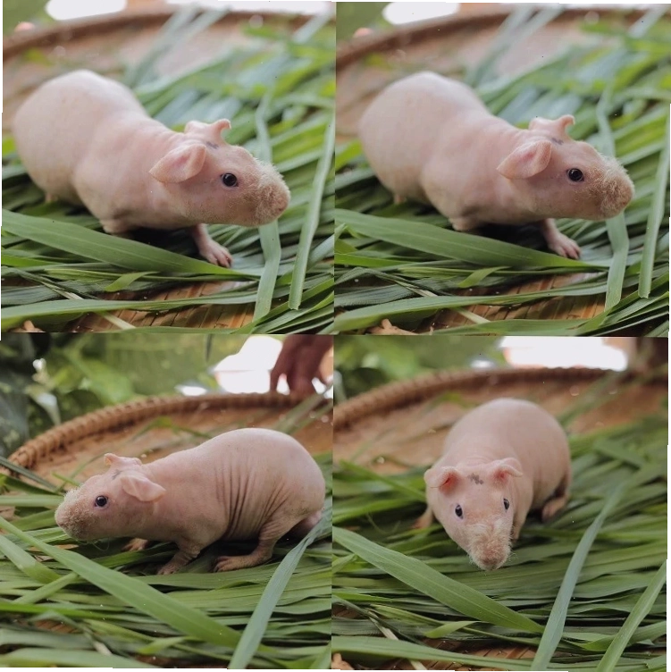 Hà Mã Mini đang chơi đùa với đồ chơi trong lồng