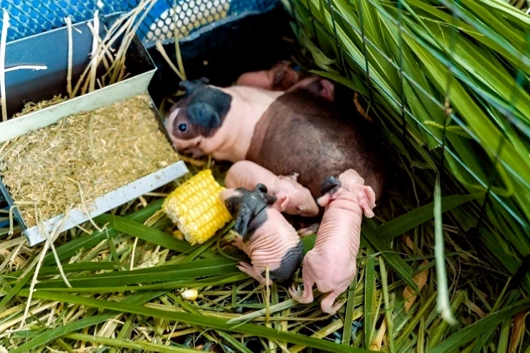 Hà Mã Mini với thân hình tròn trịa đáng yêu