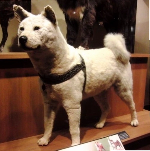 Hachiko - biểu tượng của lòng trung thành