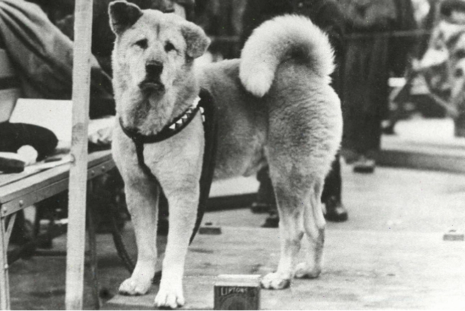 Hachiko ngồi đợi chủ nhân tại ga Shibuya hàng ngày