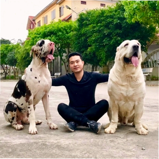 Hai chú chó Alabai to lớn tại Việt Nam