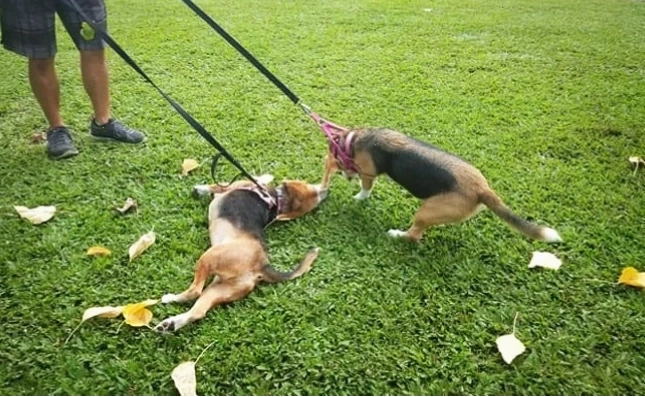 Hai chú chó con đang ăn thức ăn trong bát