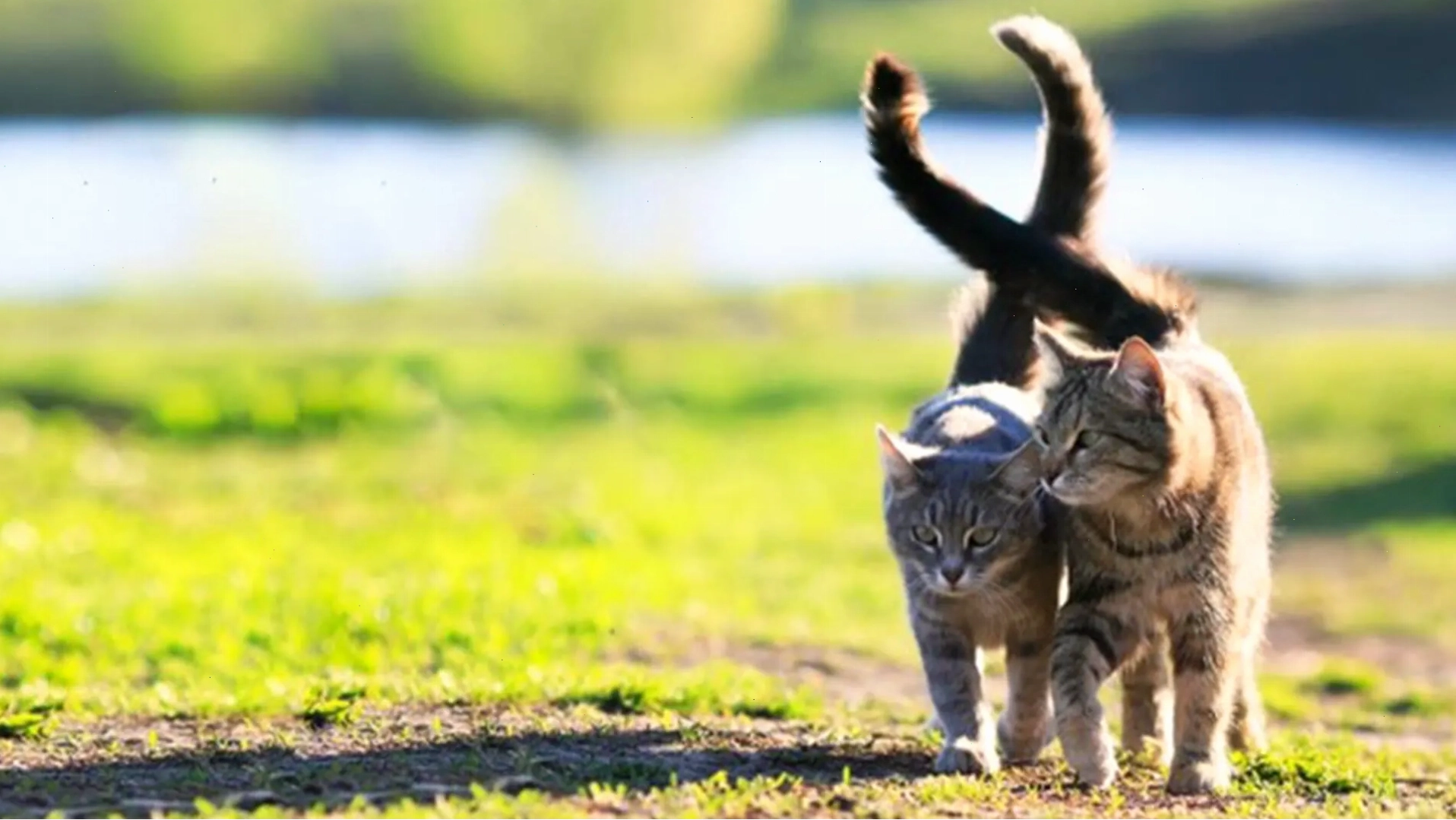 Hai mèo vằn đi cạnh nhau ngoài trời, cọ vào nhau đầy tình cảm