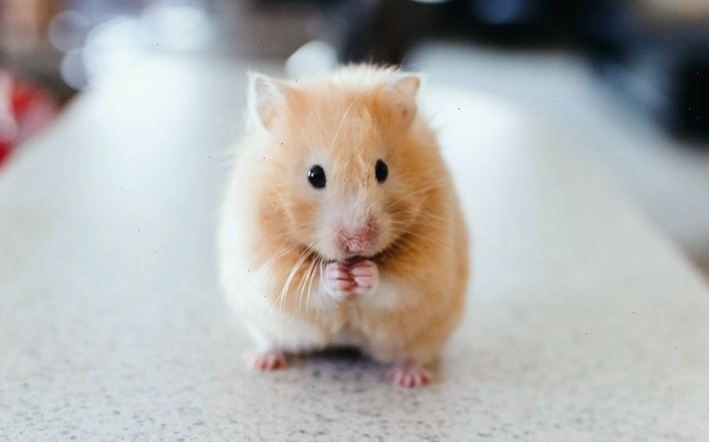 Hamster Bear có kích thước lớn và tính cách hiền lành