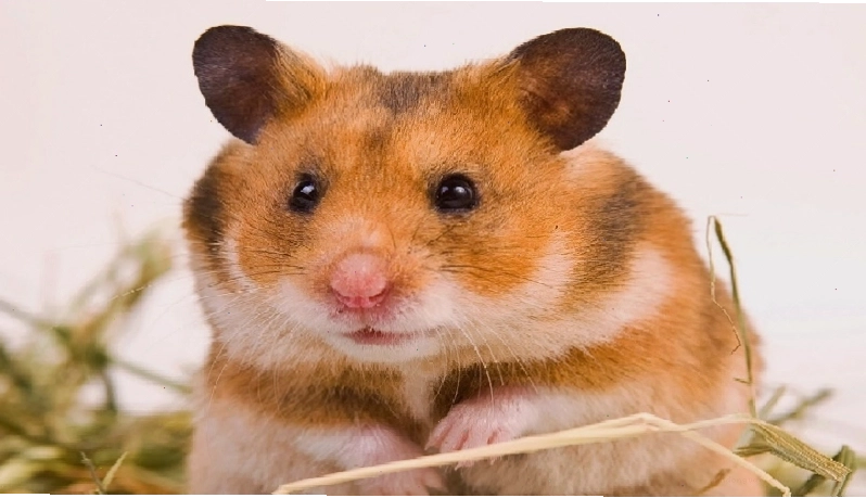Hamster Bear với bộ lông dày và kích thước lớn