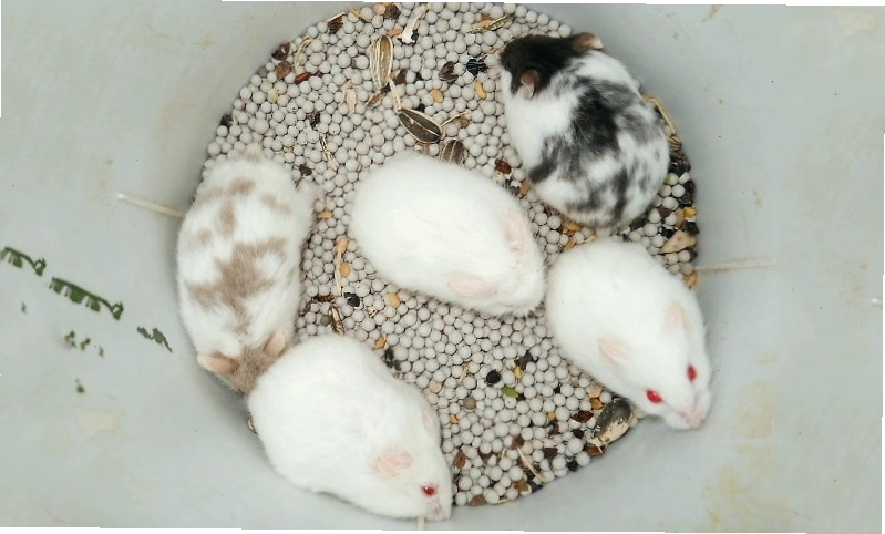 Hamster Campbell có bộ lông dày và nhiều màu