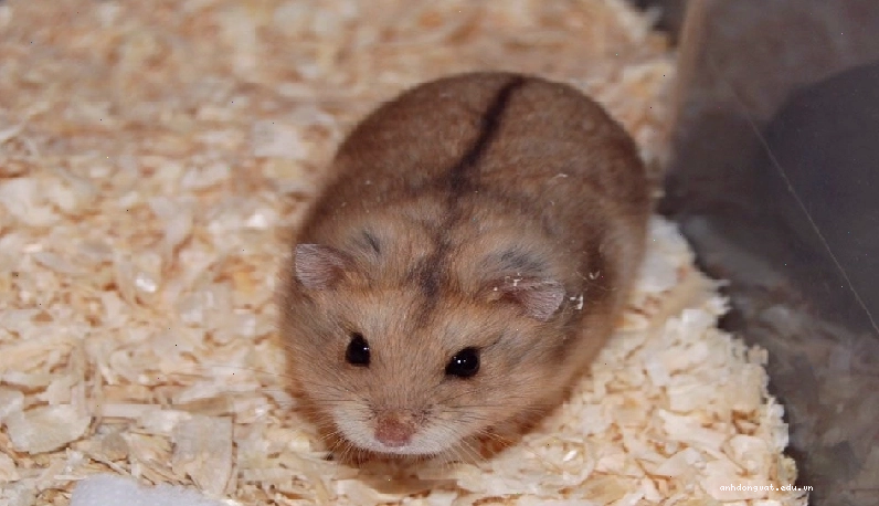 Hamster Campell với bộ lông xám