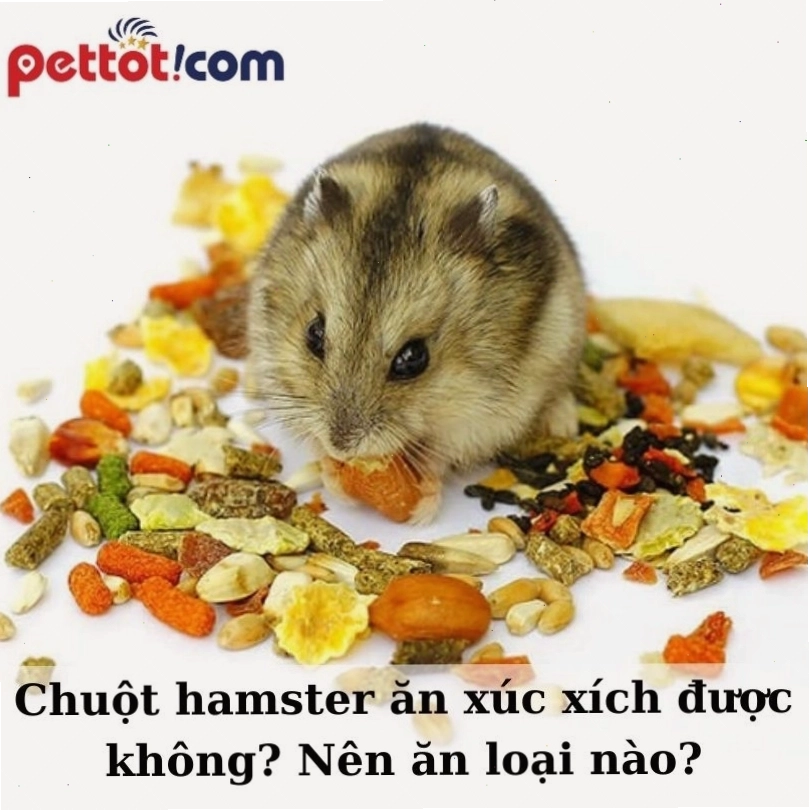 Hamster đang ăn hạt ngũ cốc