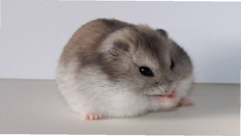 Hamster đang chạy trên bánh xe
