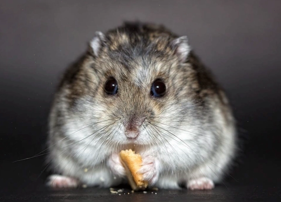 Hamster đang vui đùa trong nhà tắm cát