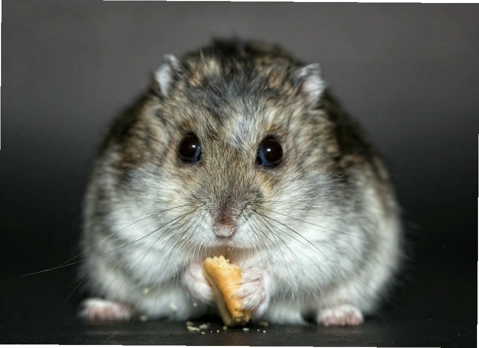 Hamster già đang ăn thức ăn mềm từ bát