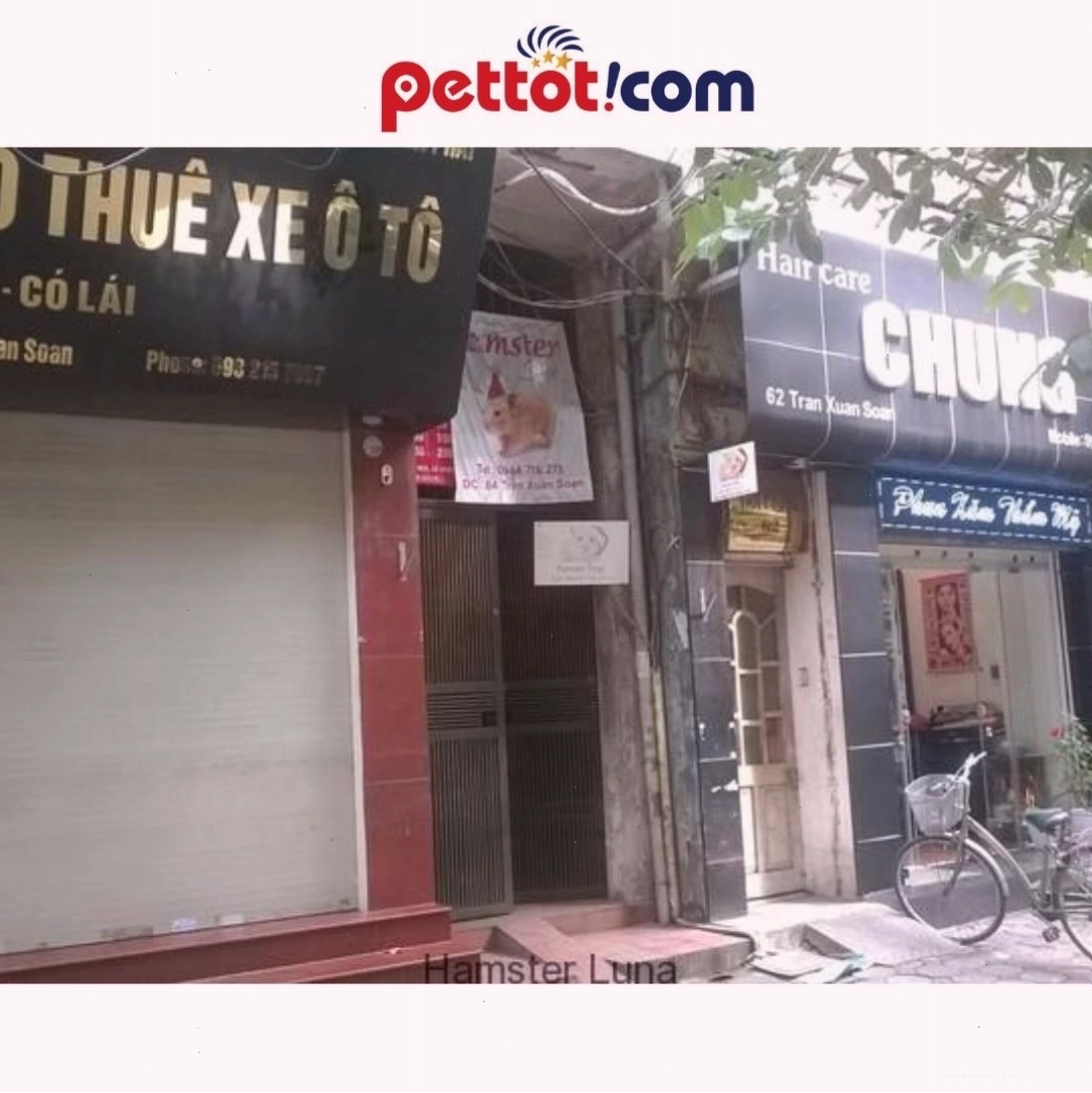 Hamster Luna Shop – Địa chỉ bán chuột hamster uy tín ở Hà Nội