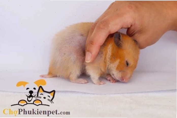 Hamster nằm yên một chỗ với hơi thở yếu ớt