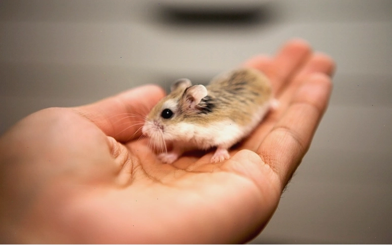 Hamster Robo nhỏ bé và nhanh nhẹn
