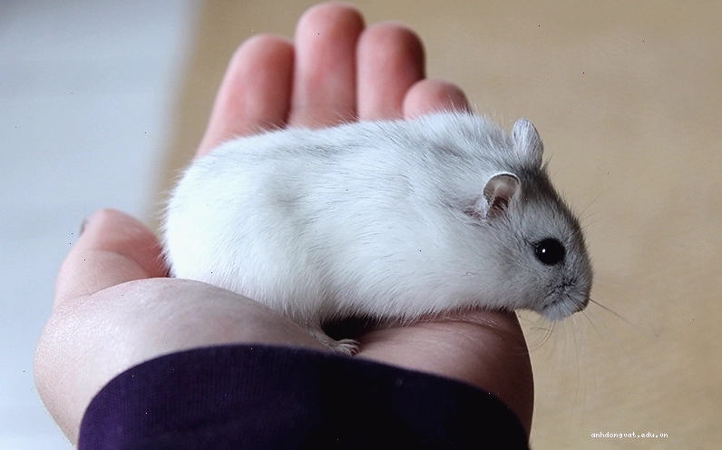 Hamster Winter White với bộ lông đặc trưng