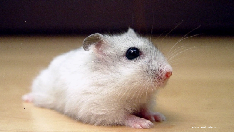 Hamster Winter White với kích thước nhỏ nhắn