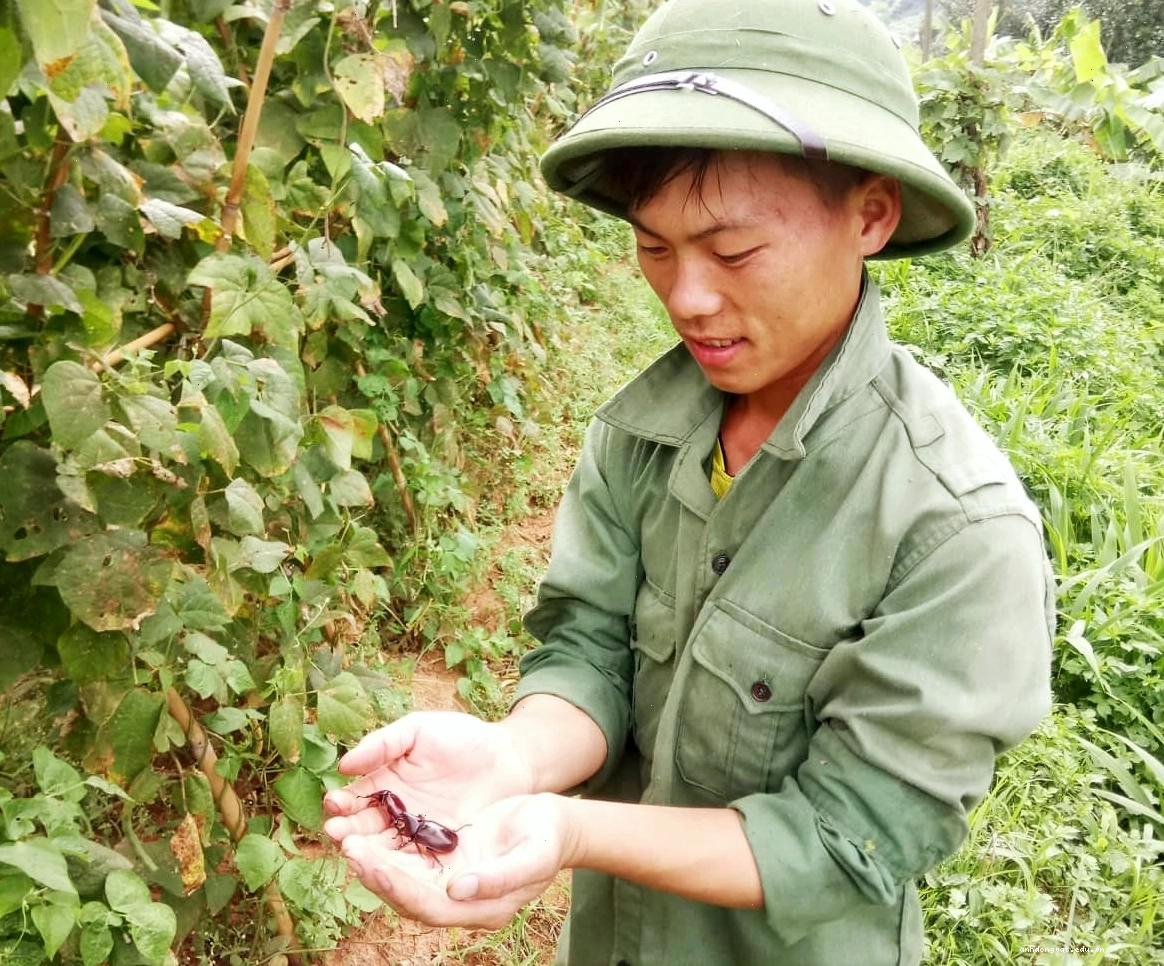 Hình ảnh bọ kiến vương trong bộ sưu tập côn trùng