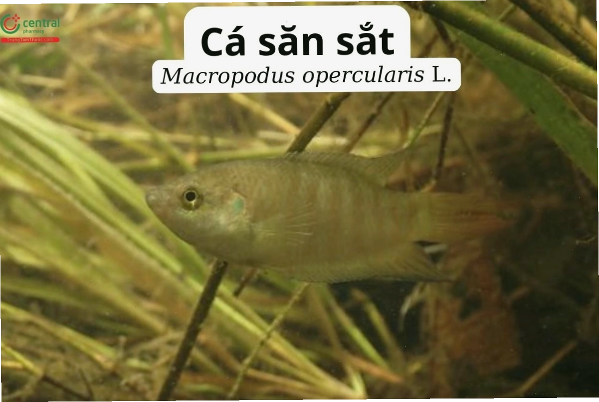 Hình ảnh cá săn sắt với màu sắc rực rỡ