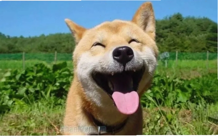 Hình ảnh chó cười toe toét với hàm răng trắng sáng