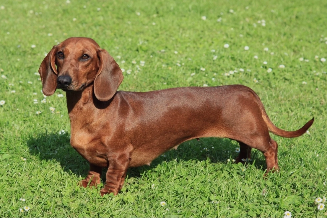 Hình ảnh chó lạp xưởng Dachshund với thân hình dài đặc trưng