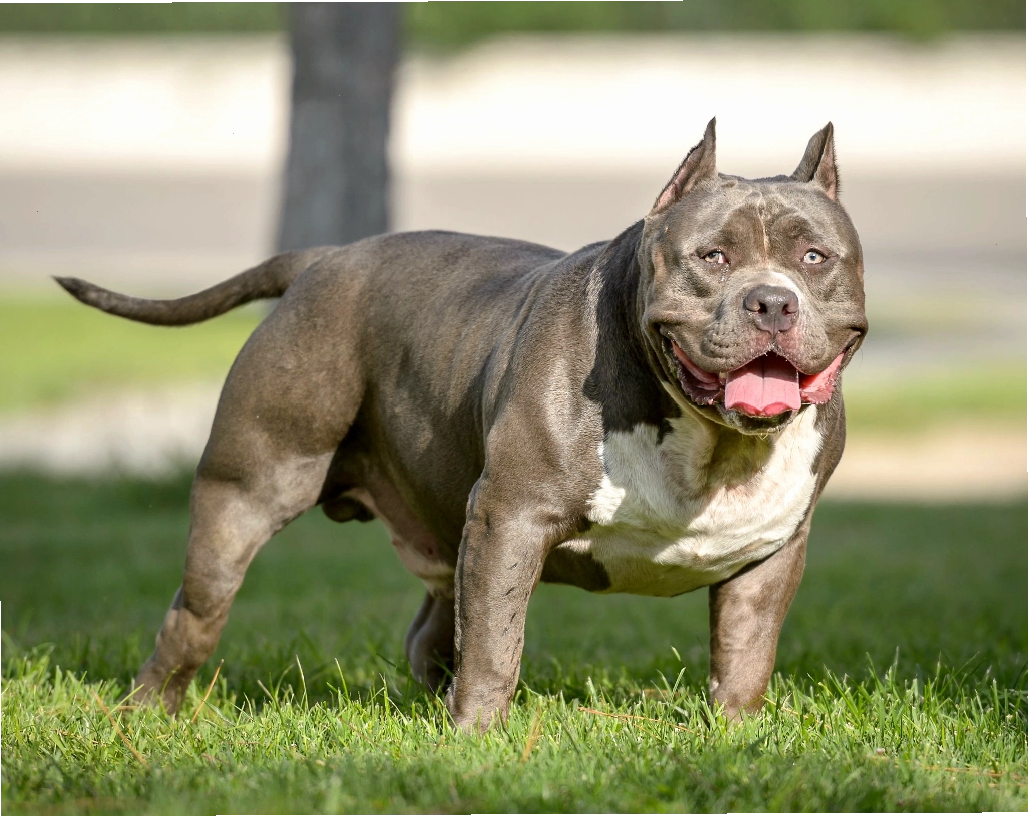 Hình ảnh chó Pitbull mạnh mẽ và uy dũng