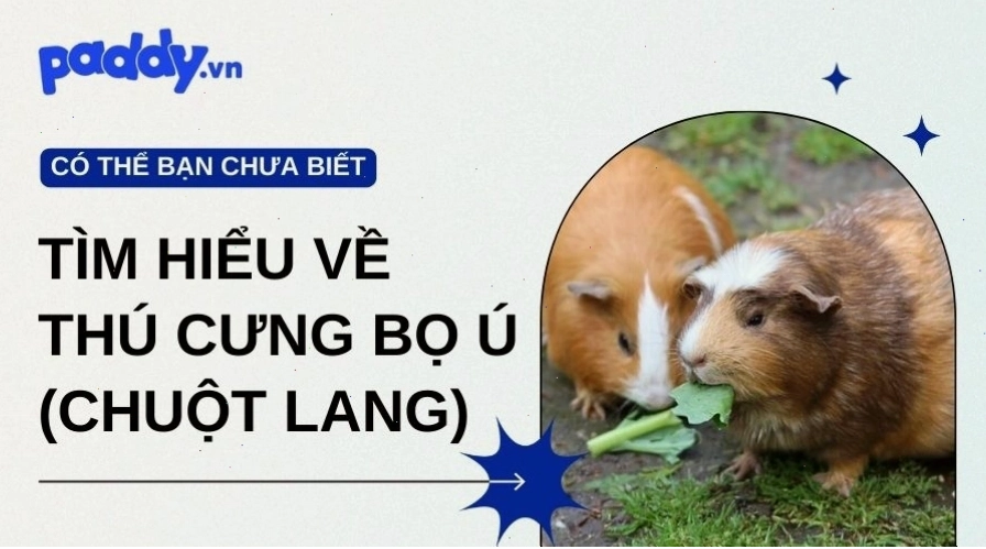 Hình ảnh chú chuột lang bọ ú với bộ lông màu nâu trắng đáng yêu
