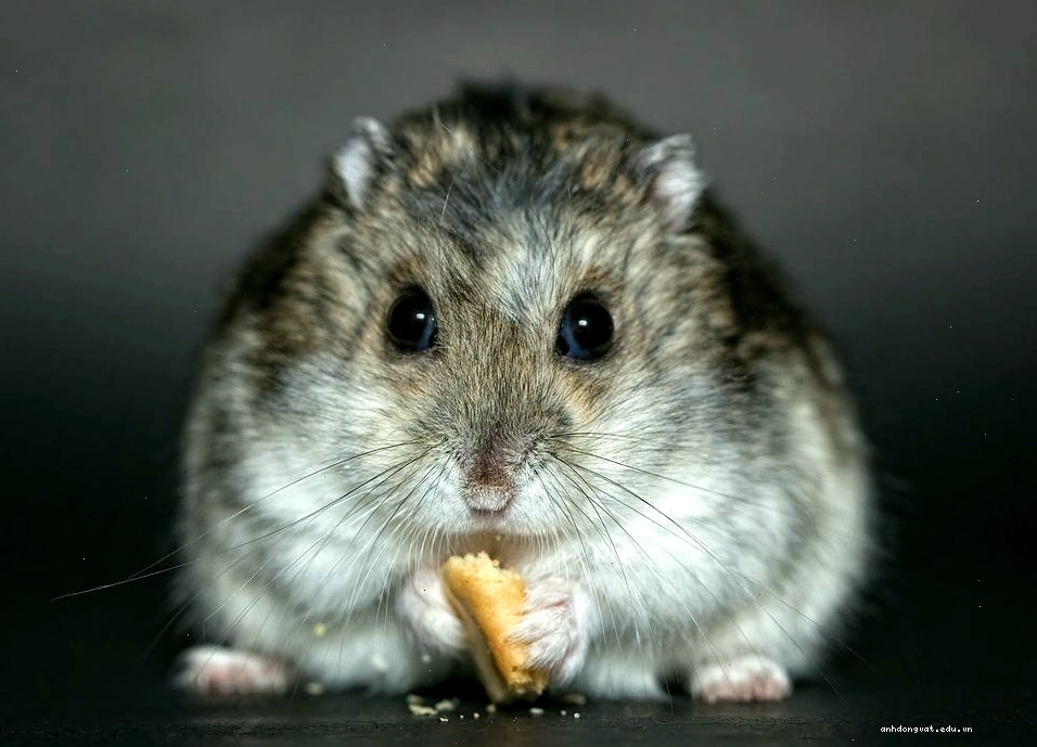 Hình ảnh chuột Hamster kích thước trung bình
