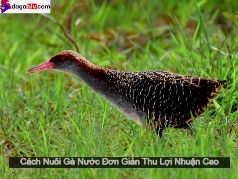 Hình ảnh gà nước miền tây